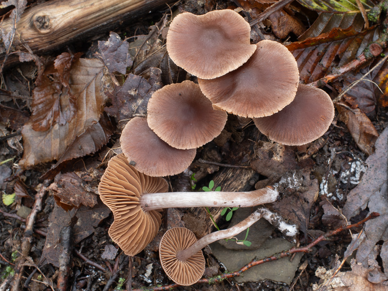 Cortinarius campester Cortinarius campester